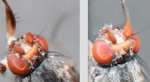 Tephrochlamys tarsalis